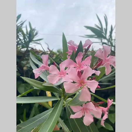 Casetta Dei Fiori 아파트 *