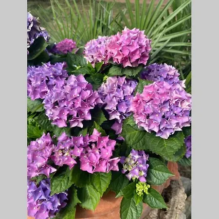 Casetta Dei Fiori アパート