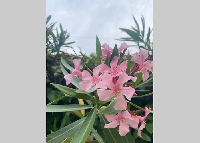 Casetta Dei Fiori Apartamento *